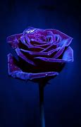 Image result for Gothic Purple Rose Wallpaper