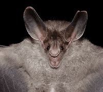 Image result for Vampire Bat Habitat