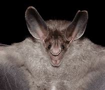 Image result for vampire bats animals