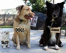 Image result for Three Dogs Meme