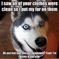 Image result for Clean Husky Memes
