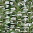 Image result for ACANTHUS JEFF ALBUS