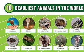 Image result for What Is the World's Deadliest Animal