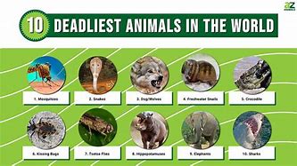 Image result for Top 10 Deadliest Animals in the World