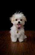Image result for Cute Adorable Puppies and Kittens