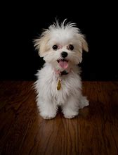 Image result for Cute Happy Puppy