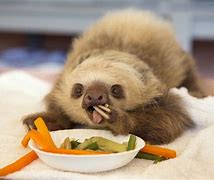 Image result for Funny Sloth Memes Clean