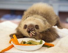 Image result for Silly Sloth