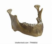 Image result for Human Skull Jawbone