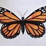 Image result for Butterfly Pencil Sketch