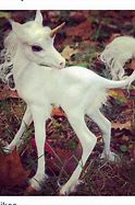 Image result for Pretty Baby Real Unicorns