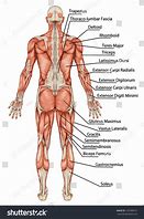 Image result for royalty free images anatomy