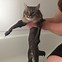 Image result for Funny Cat Portraits