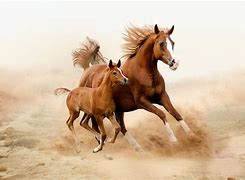 Image result for Two Horse Images