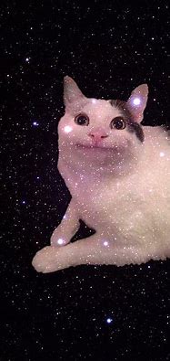 Image result for Cat Meme Background