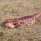 Image result for Tegu Reptile
