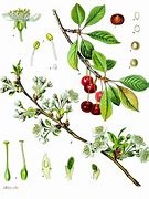Image result for Prunus cerasus Pater Stefaan