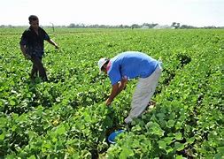 Image result for agropecuario