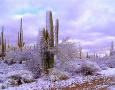 Image result for Arizona Desert Snow