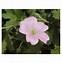 Image result for Geranium cantabrigiense Crystal Rose