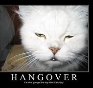 Image result for Hangover Cat Meme