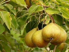 Image result for Pyrus communis Gieser Wildeman