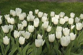Image result for Tulipa White Prince