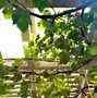 Image result for Growing Grapes in Massachusetts