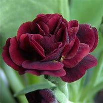 Image result for Primula auricula Crimson Glow