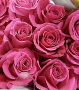 Image result for Hot Pink Roses Collages