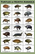 Image result for Snapping Turtle Size Chart