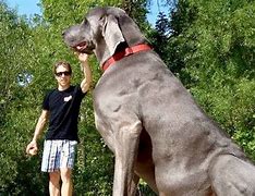 Image result for The World's Biggest Dog