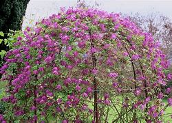 Image result for Clematis alpina