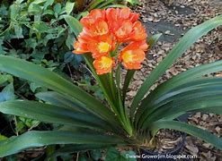Image result for clivia