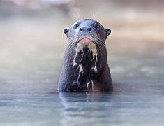 Image result for Giant Brazilian Otter
