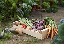 Image result for Fruit and Vegetables Farming