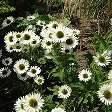 Image result for Echinacea Virgin