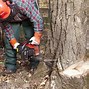 Image result for Notching a Tree Upside Down