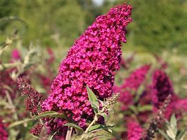 Image result for Buddleja BUZZ Velvet