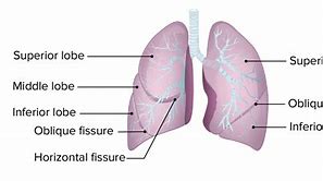 Image result for Lung Lobes Diagram