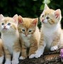 Image result for Galaxy Cat Background