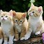 Image result for Cute Rainbow Cat