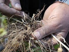Image result for What Are Nematodes in Soil