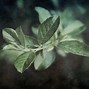 Image result for Plants with Curly Leaves