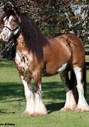 Image result for Wild Horse Stallion