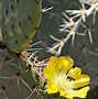 Image result for Arizona Cactus Blooms