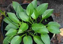 Image result for Hosta Small Parts