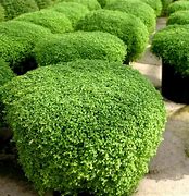 Image result for Mentha requienii