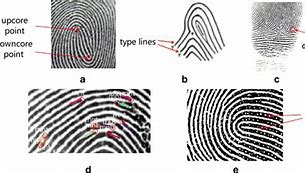 Image result for Delta Fingerprint Pattern