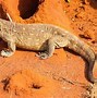 Image result for Lizards That Make Good Pets